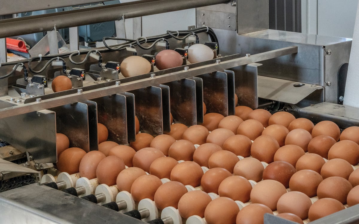 Commercial Cage-Free Egg Layer Barn_800x500_5