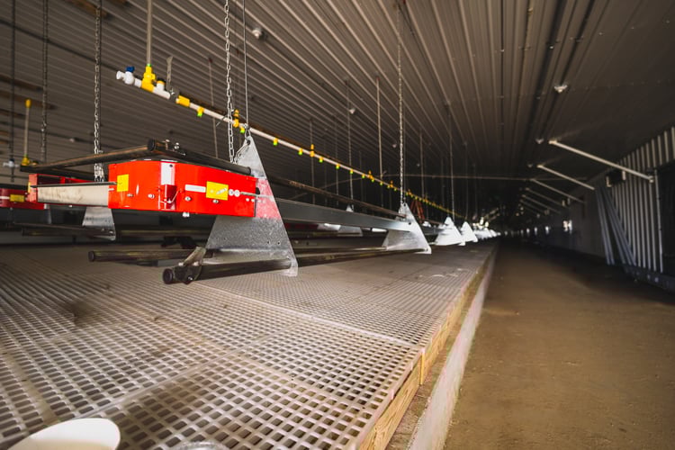 NuAge-Happy Hens-800x500-12